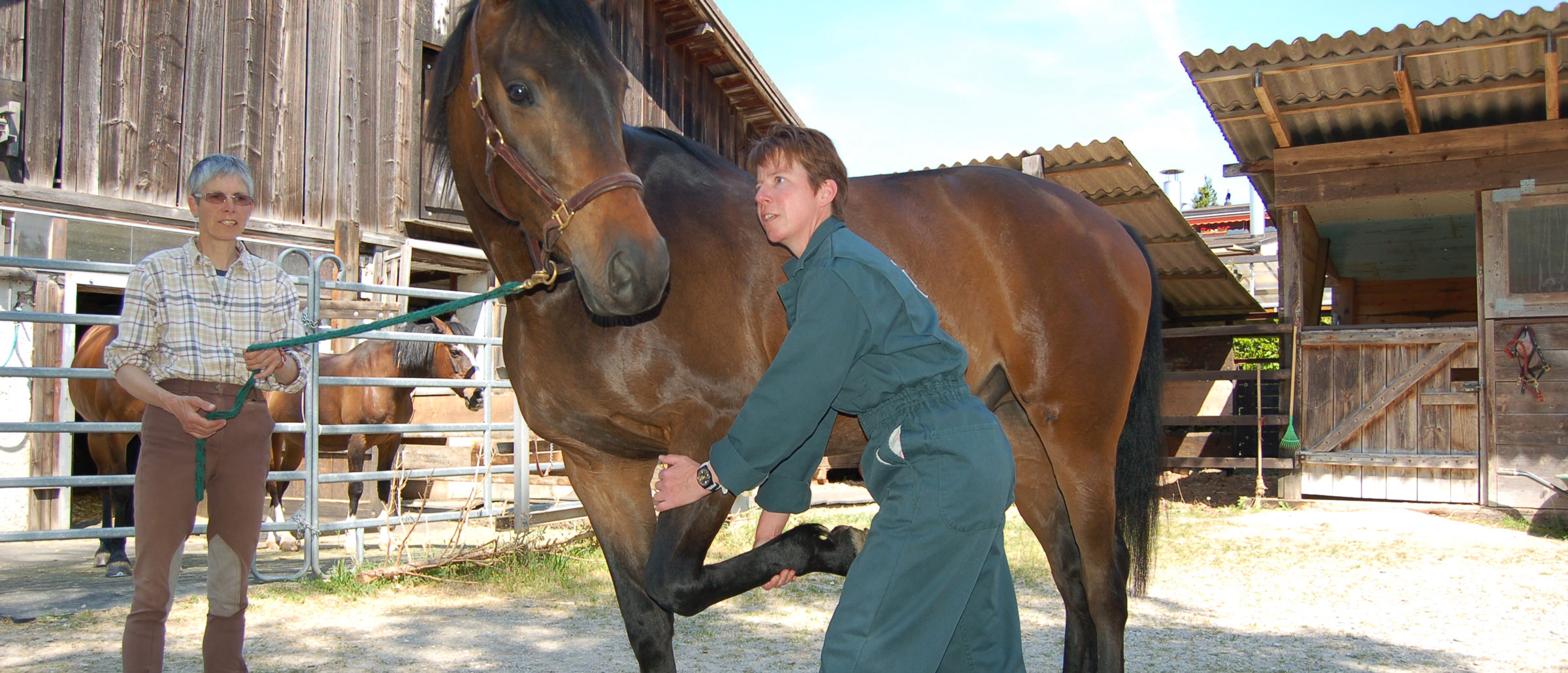 Physiotherapie für Tiere - Dr. med vet. Karin Küng