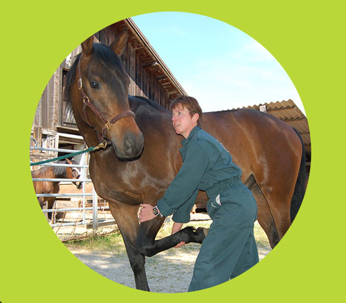 Tierphysiotherapie Pferde