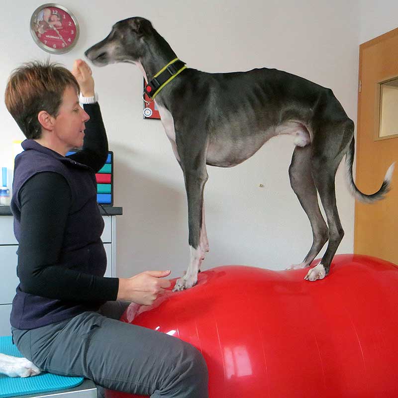 Physioroll