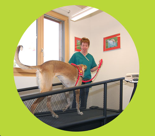 Tierphysiotherapie Hunde