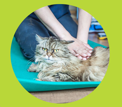 Tierphysiotherapie Katzen