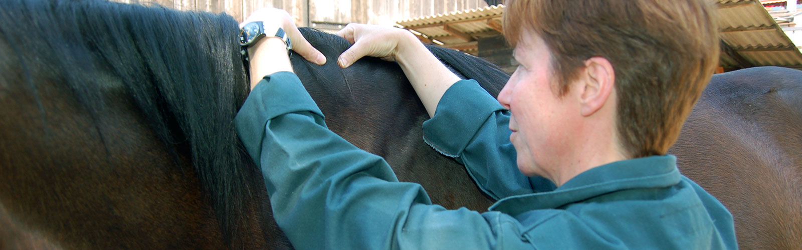 Physiotherapie für Tiere - Dr. med vet. Karin Küng
